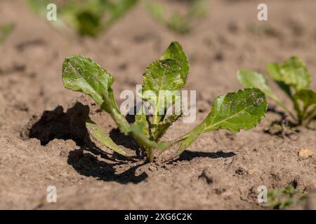 Junge Zuckerrüben auf dem Feld im Frühjahr, ein Feld mit weißer Rübe für die Erzeugung von Weißrübenzucker Stockfoto