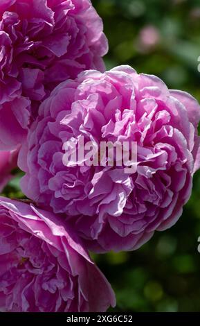 Nahaufnahme der Blumen von Rosa 'Harlow Carr' in einem Garten im Frühsommer Stockfoto