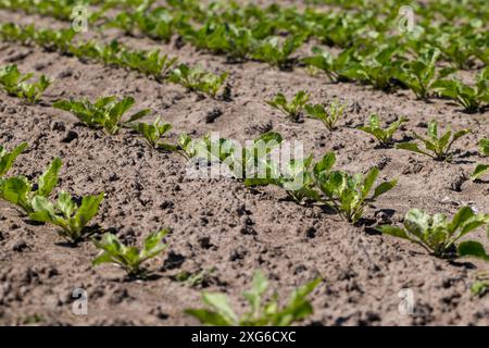 Junge Zuckerrüben auf dem Feld im Frühjahr, ein Feld mit weißer Rübe für die Erzeugung von Weißrübenzucker Stockfoto