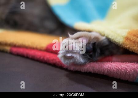 Nahaufnahme einer flauschigen, braunen Katzenpfote, die unter einer Decke herausguckt Stockfoto