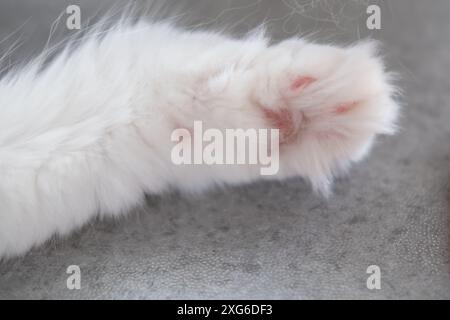 Nahaufnahme von weißer, flauschiger Katzenpfote Stockfoto