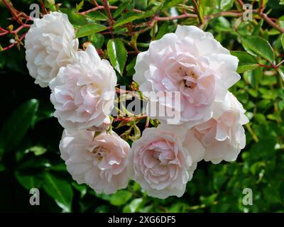 Foto von herrlichen weißen Rosenblättern einer Strauchrose in voller Blüte. Ein lebhaftes Farbspiel voller Eleganz und natürlicher Schönheit. Stockfoto