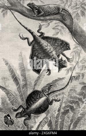 Fliegende Drachen aus Malaysia, Draco Volans und Fimbriatus. Alte gravierte Illustration aus dem 19. Jahrhundert aus La Nature 1886 Stockfoto