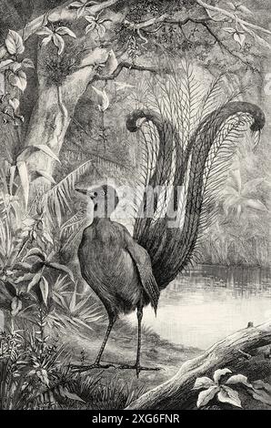 Menura Superba. Menure Lyre Bird im Pariser Naturkundemuseum, Frankreich. Alte gravierte Illustration aus dem 19. Jahrhundert aus La Nature 1886 Stockfoto