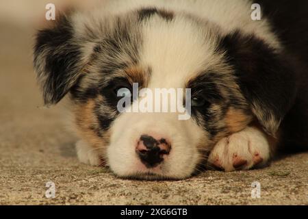 Welpe Hund Stockfoto