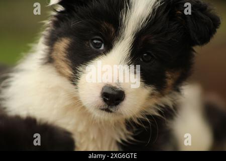 Welpe Hund Stockfoto