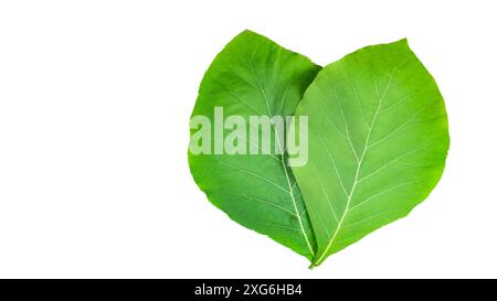 Schneiden Sie aus zwei Teakholzblättern auf weißem Hintergrund mit Beschneidungspfaden. Die detaillierten Adern und die satte grüne Farbe der Blätter sind deutlich sichtbar, hoch Stockfoto