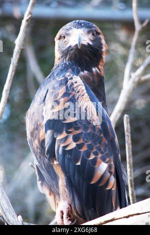 Der schwarze Bussard ist recht groß mit breiten, abgerundeten Flügeln und einem kurzen Hals und Schwanz. Stockfoto