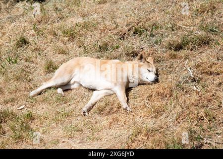 Dingos haben in der Regel einen Ingwermantel und die meisten haben weiße Markierungen an den Füßen, der Schwanzspitze und der Brust. Sie sind Australias wilde Hunde Stockfoto