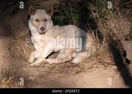 Dingos haben in der Regel einen Ingwermantel und die meisten haben weiße Markierungen an den Füßen, der Schwanzspitze und der Brust. Stockfoto