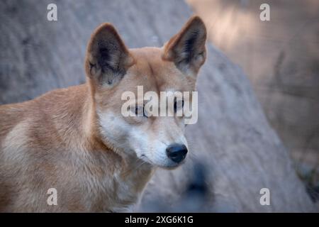 Dingos haben in der Regel einen Ingwermantel und die meisten haben weiße Markierungen an den Füßen, der Schwanzspitze und der Brust. Stockfoto