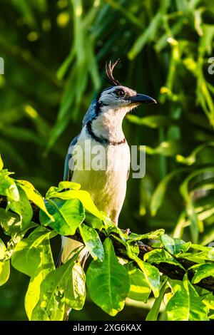 Weißkehlchen-jay (Calocitta formosa) bei Sonnenaufgang in Punta Islita, Guanacaste, Costa Rica Stockfoto