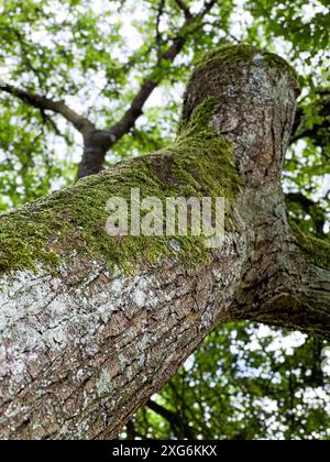 Nahaufnahme von grünem Moos, das auf einer Baumrinde wächst, im Blick Stockfoto