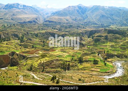 Atemberaubender Blick aus der Vogelperspektive auf landwirtschaftliche Terrassen im Colca Canyon, Region Arequipa, Peru, Südamerika Stockfoto