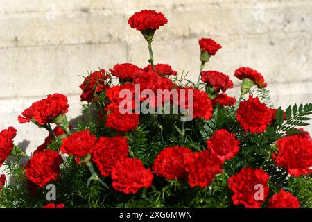 Rote Nelken Stockfoto