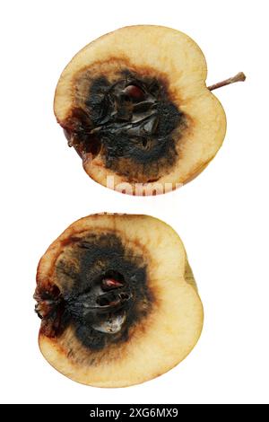 Ein fauler Apfel, der in zwei Hälften geschnitten wurde, isoliert auf weißem Hintergrund Stockfoto