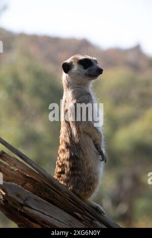 Erdmännchen sind kleine Säugetiere mit grauem und braunem Fell. Sie haben dunkle Flecken um ihre Augen, um ihre Augen vor der Sonne zu schützen Stockfoto