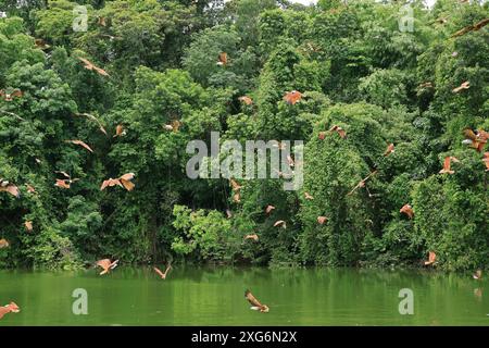Große Cast von Red Hawks, die auf dem Lake of Rainforest in der Provinz trat, der östlichen Region Thailands, fliegen Stockfoto
