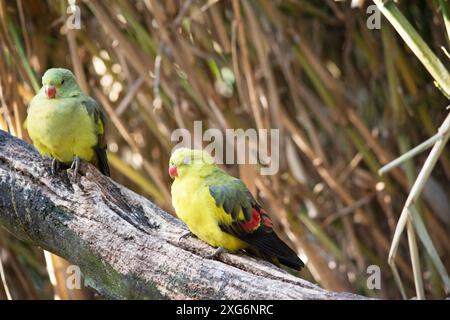 Der männliche Regent Parrot hat ein allgemein gelbes Aussehen und das Weibchen ist hellgrün Stockfoto