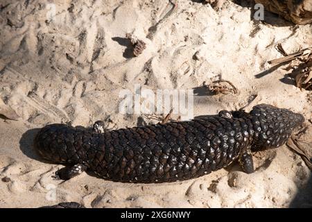 Der Shingleback hat einen sehr großen Kopf, einen sehr kurzen stumpfen Schwanz, kurze Beine und große grobe Schuppen. Stockfoto