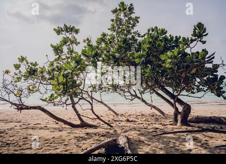 Ein großer Baum mit vielen Blättern am Strand Stockfoto