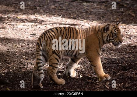 Tigerjungen haben ein goldenes Fell mit dunklen Streifen, der Tiger ist die größte Wildkatze der Welt. Stockfoto