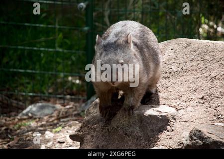 Der gewöhnliche Wombat hat einen großen, stumpfen Kopf mit kleinen Augen und Ohren und einen kurzen, muskulären Hals. Ihre scharfen Krallen und stumpfen, kraftvollen Beine machen sie aus Stockfoto