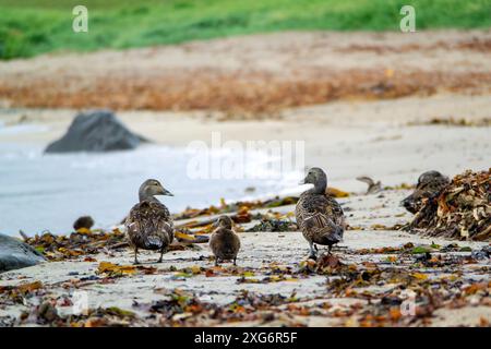 Ein kleines Entlein, das mit seinen Eltern als Familie an einer Küste eines Ozeans in Island spaziert Stockfoto