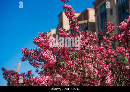 Lebendige Pink Blossoms on Tree Against Blue Sky – Urban Spring in Bloom. Helle Mandel- oder Kirschblüten im Stadtpark. Stockfoto