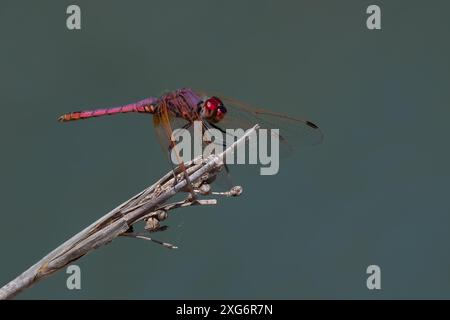 Violette TropfLibelle, die auf einem Schilf vor einem bläulich grauen Hintergrund thront Stockfoto