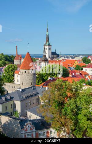 Tallinn, Estland, 29. Juni 2024 - Blick auf die Dächer der Altstadt von Tallinn im Sommer, touristischer historischer Ort Stockfoto