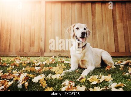 Happy Dog, Relax und labrador mit Grasfeld in der Herbstsaison Golden Retriever im Hinterhof. Holzzaun mit Tier, Hund oder verspielter Begleitung Stockfoto
