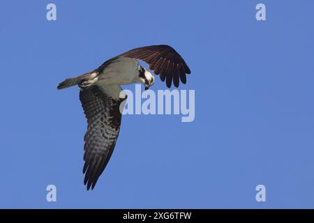 Ein Fischadler mitten im Flug gegen einen klaren blauen Himmel Stockfoto