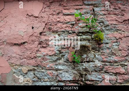 Baumsprossen wächst an einer alten, rissigen Wand. Neues Leben und Hoffnung Stockfoto