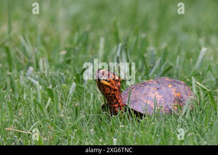 Eine gewöhnliche Kastenschildkröte (Terrapene carolina) auf einer grünen Wiese im Park Stockfoto