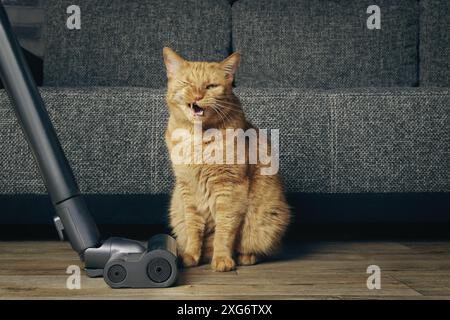 Lustige Lingerkatze ärgert sich über Staubsauger im Wohnzimmer. Stockfoto