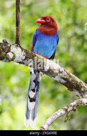 Sri Lanka Blue Elpie, Ceylon Elpie, Urocissa Ornata, Endemisch, Sinharaja Rainforest, Sri Lanka Stockfoto