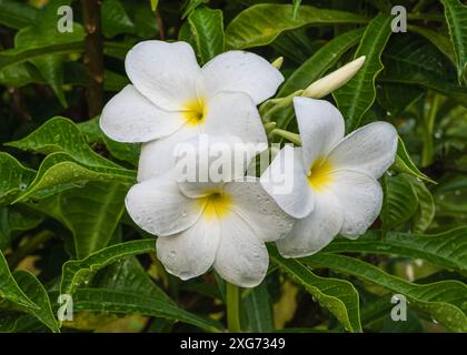 Nahaufnahme von frischen weißen und gelben Blüten und Knospen von tropischen Bäumen Plumeria pudica alias goldener Pfeil oder goldener Löffel isoliert im Freien nach Regen Stockfoto