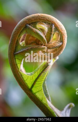 Nahaufnahme des sich entweisenden tropischen Farns, isoliert im Wald, Thailand Stockfoto