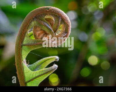 Nahaufnahme horizontaler Blick auf die entrollende Fronde des tropischen Farns isoliert im Garten, Thailand Stockfoto