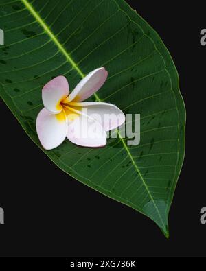 Nahaufnahme der hellrosa und gelben Blume von Plumeria aka frangipani mit Tau-Tropfen auf Blatt isoliert auf schwarzem Hintergrund Stockfoto