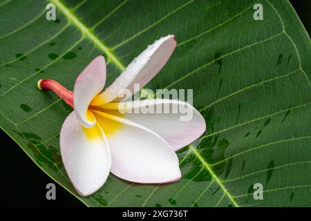 Nahaufnahme der zarten hellrosa und gelben Einzelblume von Plumeria aka frangipani mit Tau-Tropfen auf Blatt isoliert auf schwarzem Hintergrund Stockfoto