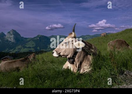 Schweizer braune Kühe, die auf einer Wiese weiden, mit Bergen im Hintergrund, erschossen in Stoos, Schwyz, Schweiz Stockfoto