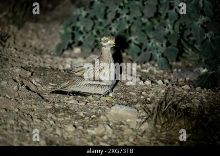 Eurasischer Steinbrach (Burhinus oedicnemus) Nestung. Zwei Mädels, die sich unter ihrer Mutter verstecken Stockfoto