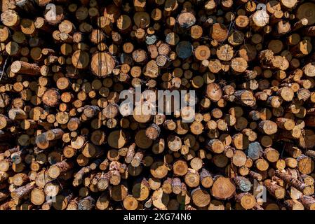 Hartes und weiches Holz mischen. Hintergrund des trockenen Brennholzes. Stockfoto