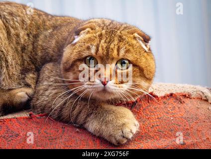 Ein Nahporträt einer braunen Tabby-Katze, die auf einem orangefarbenen Teppich liegt. Stockfoto