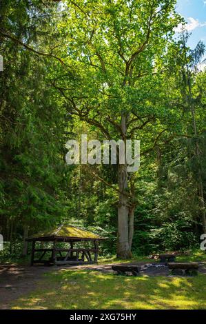 Bezauberndes Camp Arbor in üppigem Wald bezaubernde Natur. Entspannen, Festival, Mittsommer, Camp Stockfoto