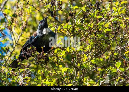 Der tūī (Prosthemadera novaeseelandiae) ist ein ausgelassener mittelgroßer Vogel aus Neuseeland. Es hat blaue, grüne und bronzene Farben Stockfoto