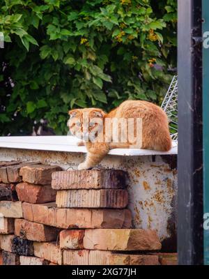 Die orangene Katze sitzt auf einer Ziegelwand Stockfoto