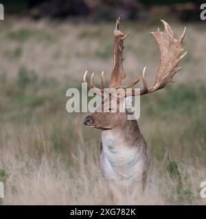 Majestätische Hirschhirsche aus nächster Nähe mit großen gebogenen Geweihen im Grasland UK West Sussex Stockfoto